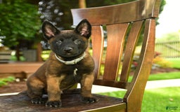 Belgian Malinois dogs for sale: Ace - Image 5