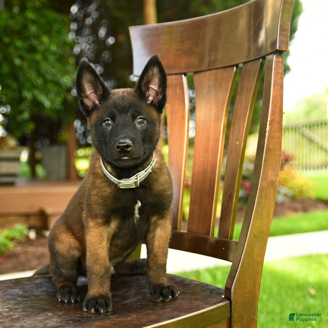 Belgian Malinois dogs for sale: Ace - Image 5