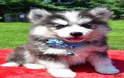 Pomsky dogs for sale: Callie - Image 1