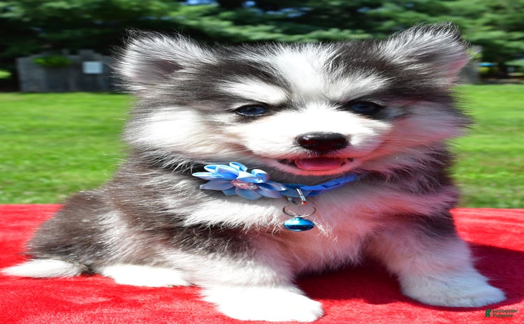 Pomsky dogs for sale - Ad 1