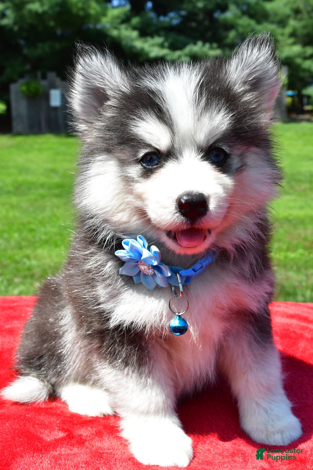 Pomsky dogs for sale: Callie - Image 1