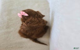 Cavapoo dogs for sale: Skye - Image 3