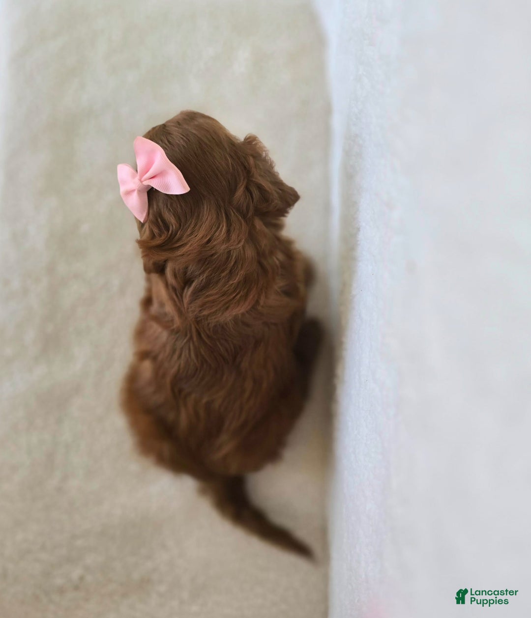 Cavapoo dogs for sale: Skye - Image 3