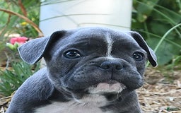 Frenchton dogs for sale: Ranger - Image 9