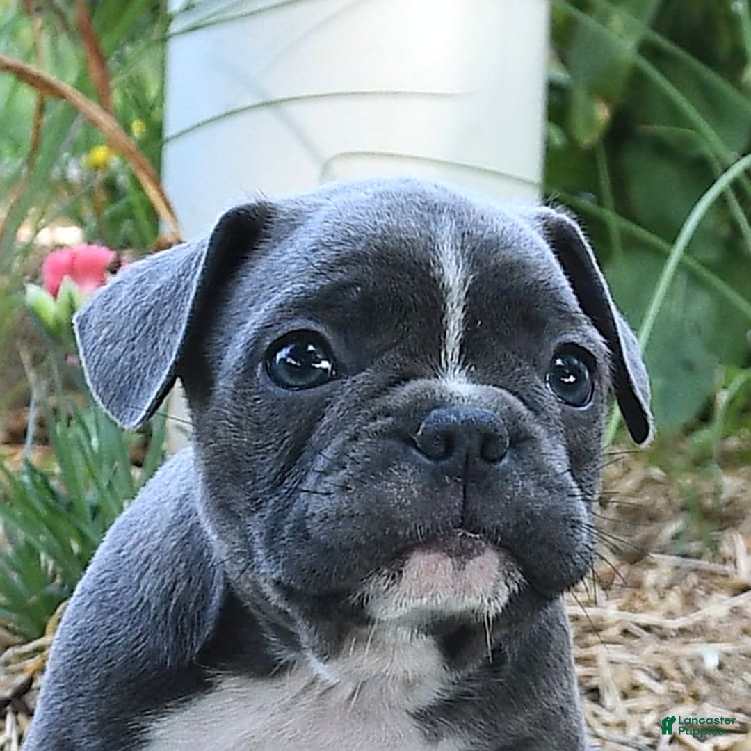 Frenchton dogs for sale: Ranger - Image 9