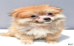 Pomeranian dogs for sale: Ian - Image 6