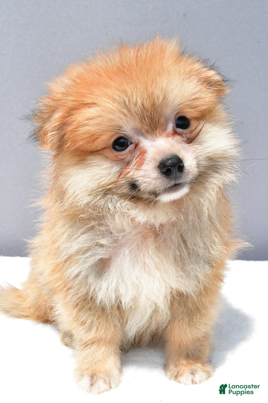 Pomeranian dogs for sale: Ian - Image 6