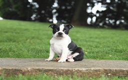 Boston Terrier dogs for sale: Rossi - Image 2