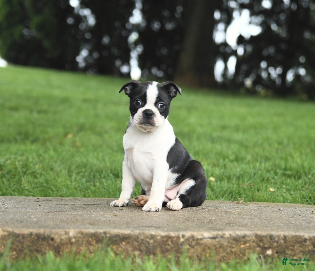 Boston Terrier dogs for sale: Rossi - Image 2