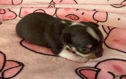 Chihuahua dogs for sale: Fancy Stance - Image 21