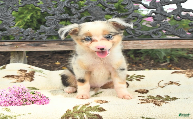 Miniature Australian Shepherd dogs for sale - Ad 3