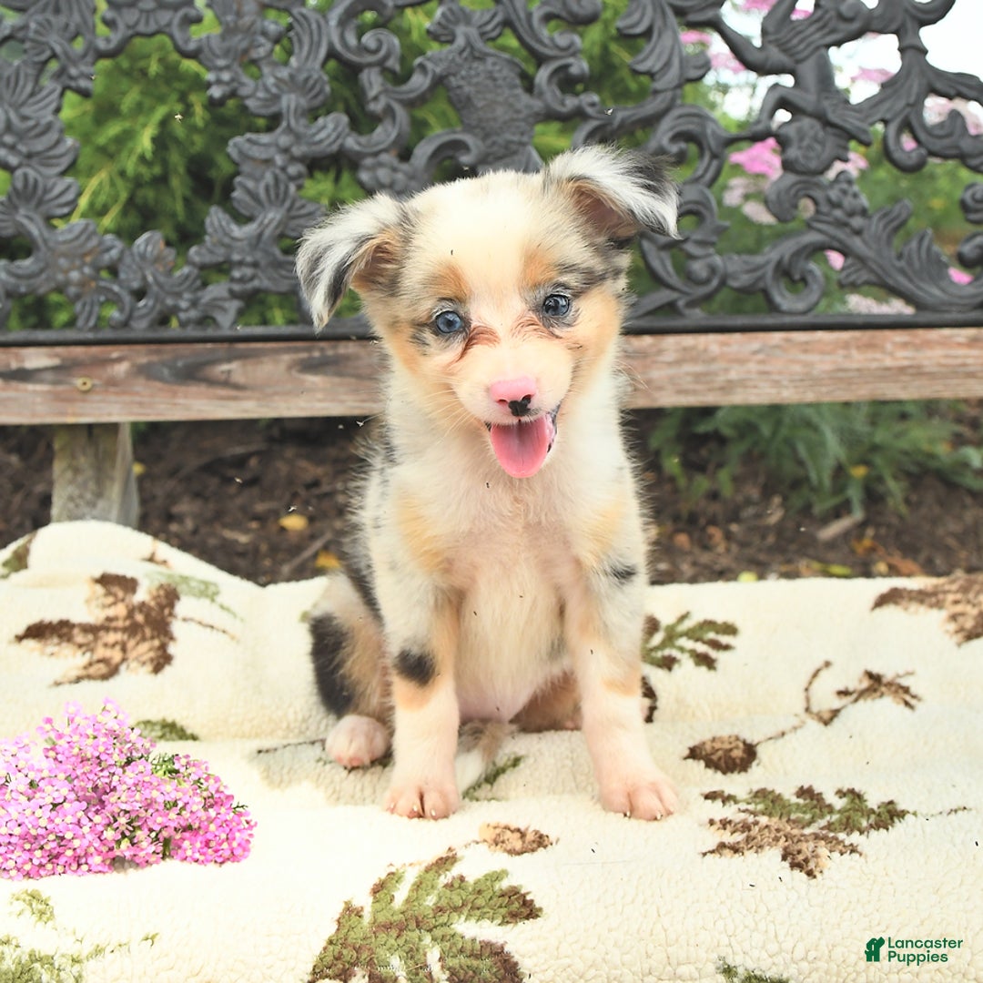 Miniature Australian Shepherd dogs for sale: Angel - Image 1
