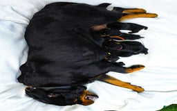 Rottweiler dogs for sale: Rex - Image 6