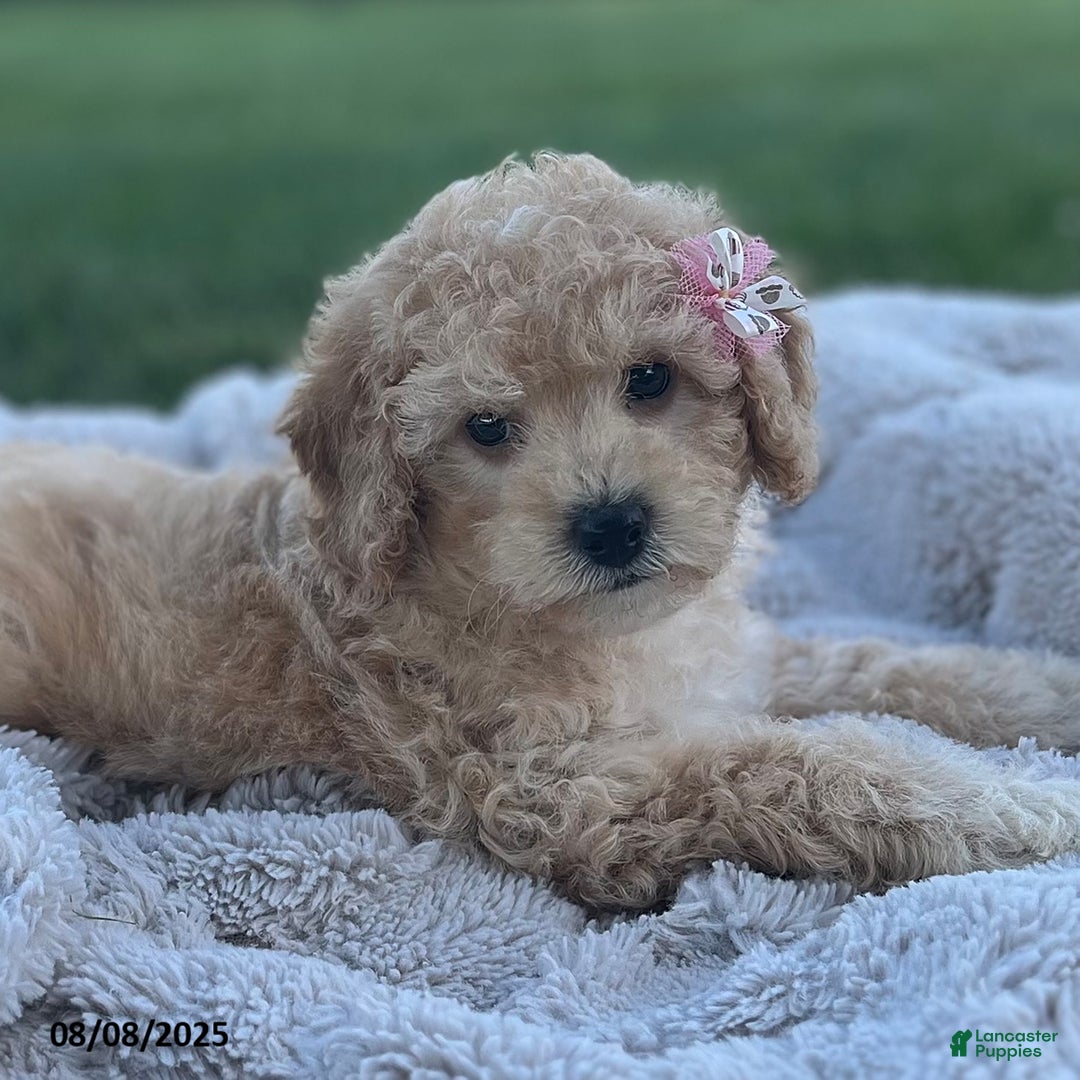Bichpoo dogs for sale: Suzy - Image 2