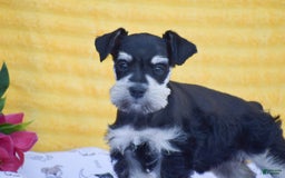 Miniature Schnauzer dogs for sale: Valerie - Image 3