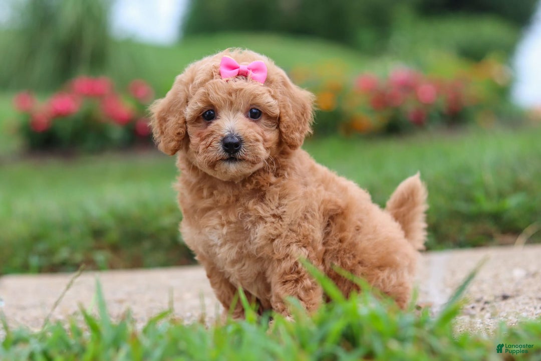 Maltipoo dogs for sale: Cori - Image 6