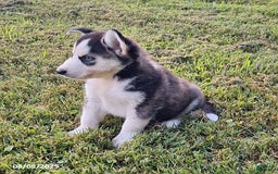 Gerberian Shepsky dogs for sale: Axel - Image 2