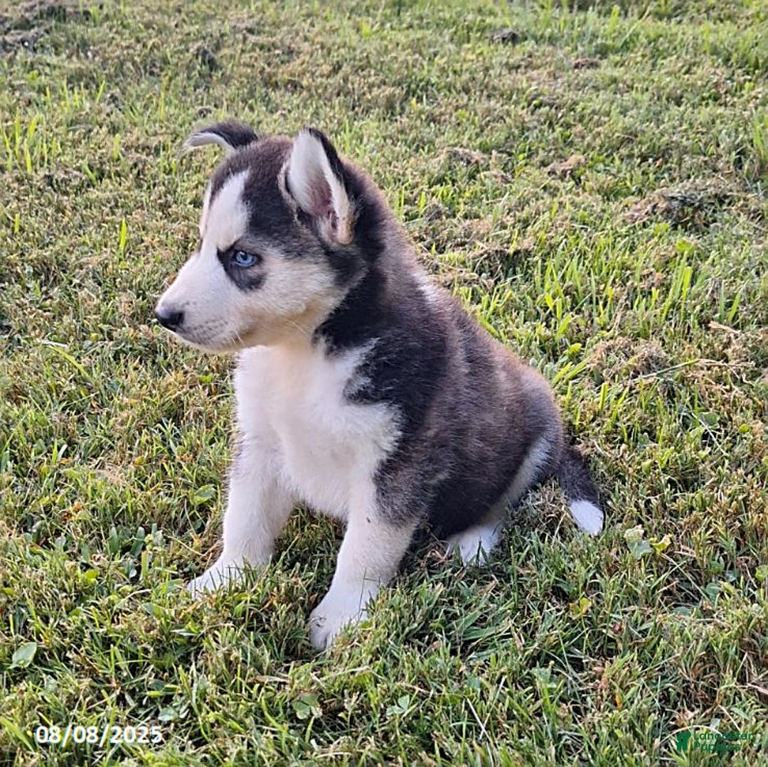 Gerberian Shepsky dogs for sale: Axel - Image 2
