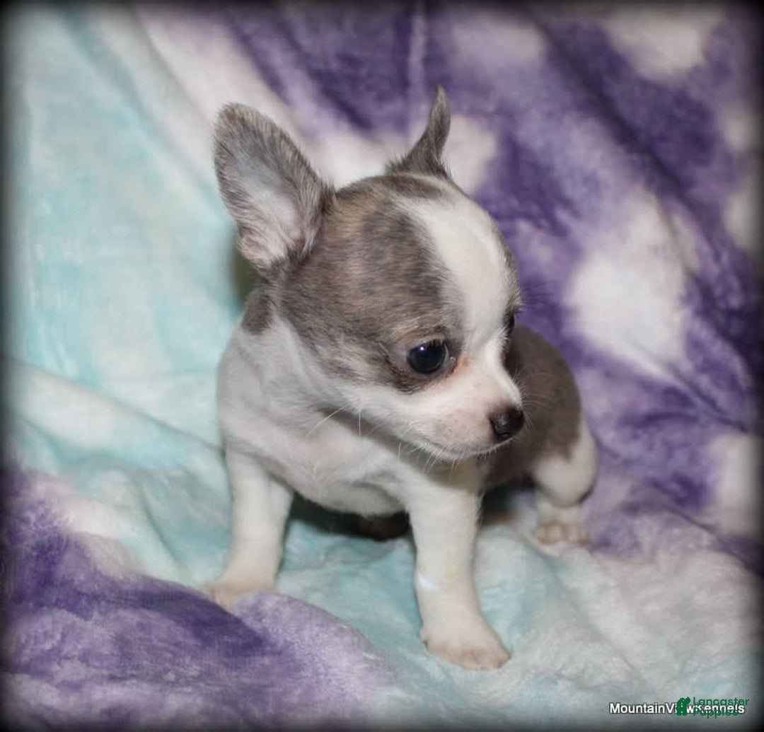 Chihuahua dogs for sale: Cedro - Image 3