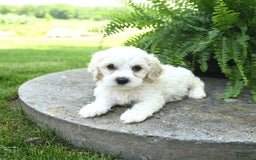 Cavachon dogs for sale: Owen - Image 4
