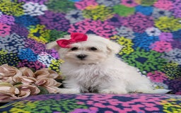 Maltese dogs for sale: Claudette Akc - Image 4