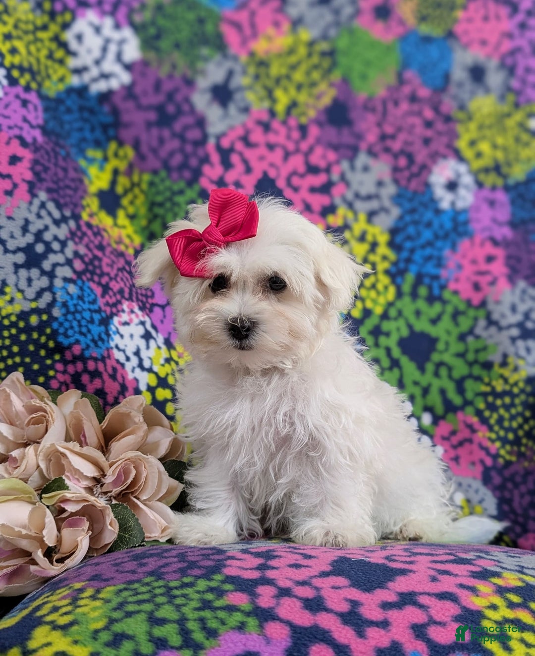 Maltese dogs for sale: Claudette Akc - Image 4