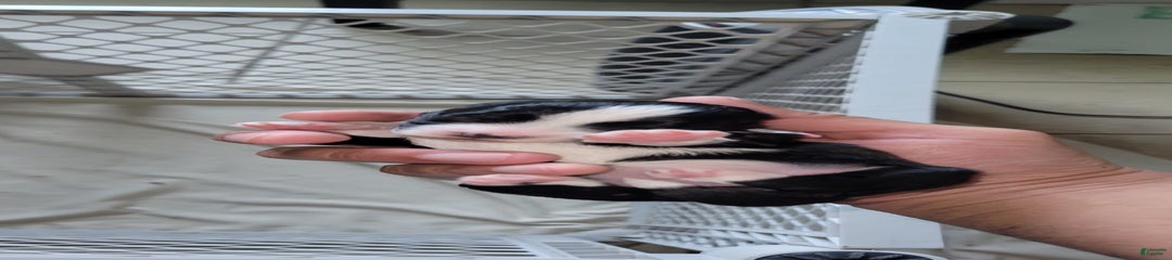 Dot