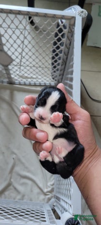Schnoodle dogs for sale - Ad 2