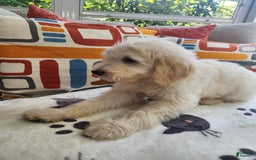 Goldendoodle dogs for sale: Bagel - Image 3