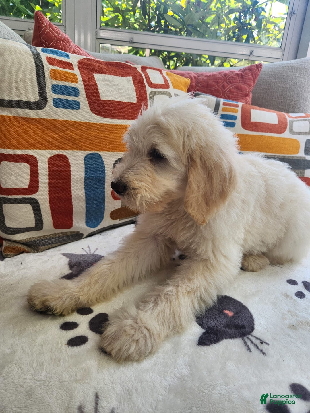 Goldendoodle dogs for sale: Bagel - Image 3