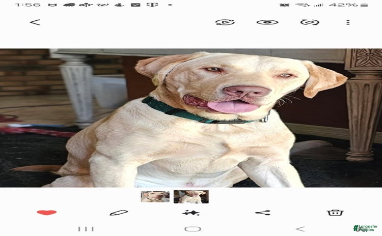 Labrador Retriever dogs for sale - Ad 1