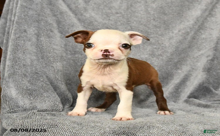 Boston Terrier dogs for sale - Ad 5