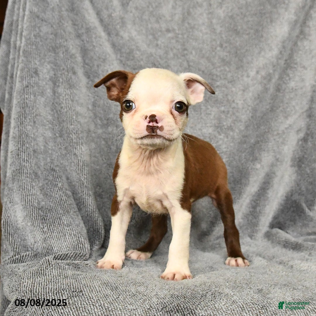 Boston Terrier dogs for sale: Lucky - Image 1