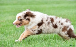 Australian Shepherd dogs for sale: Dexter - Image 3