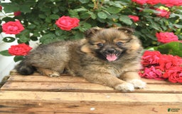 Pomeranian dogs for sale: Jill - Image 4