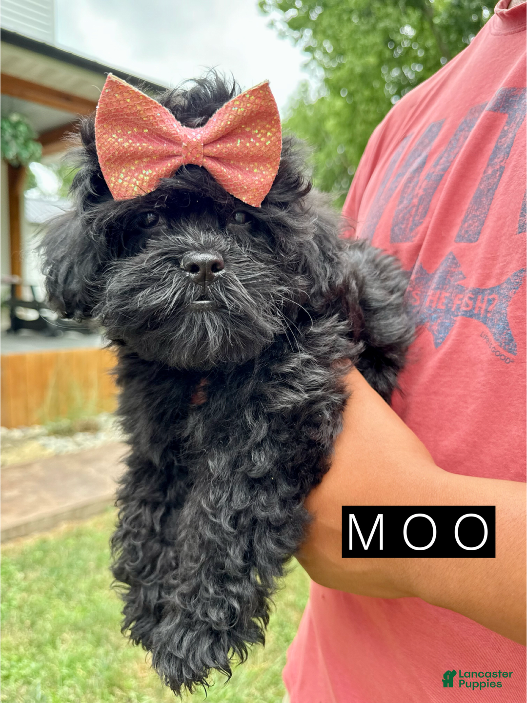 Brussels Griffon dogs for sale: Moo - Image 1