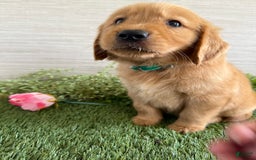 Golden Retriever dogs for sale: Lexi - Image 2