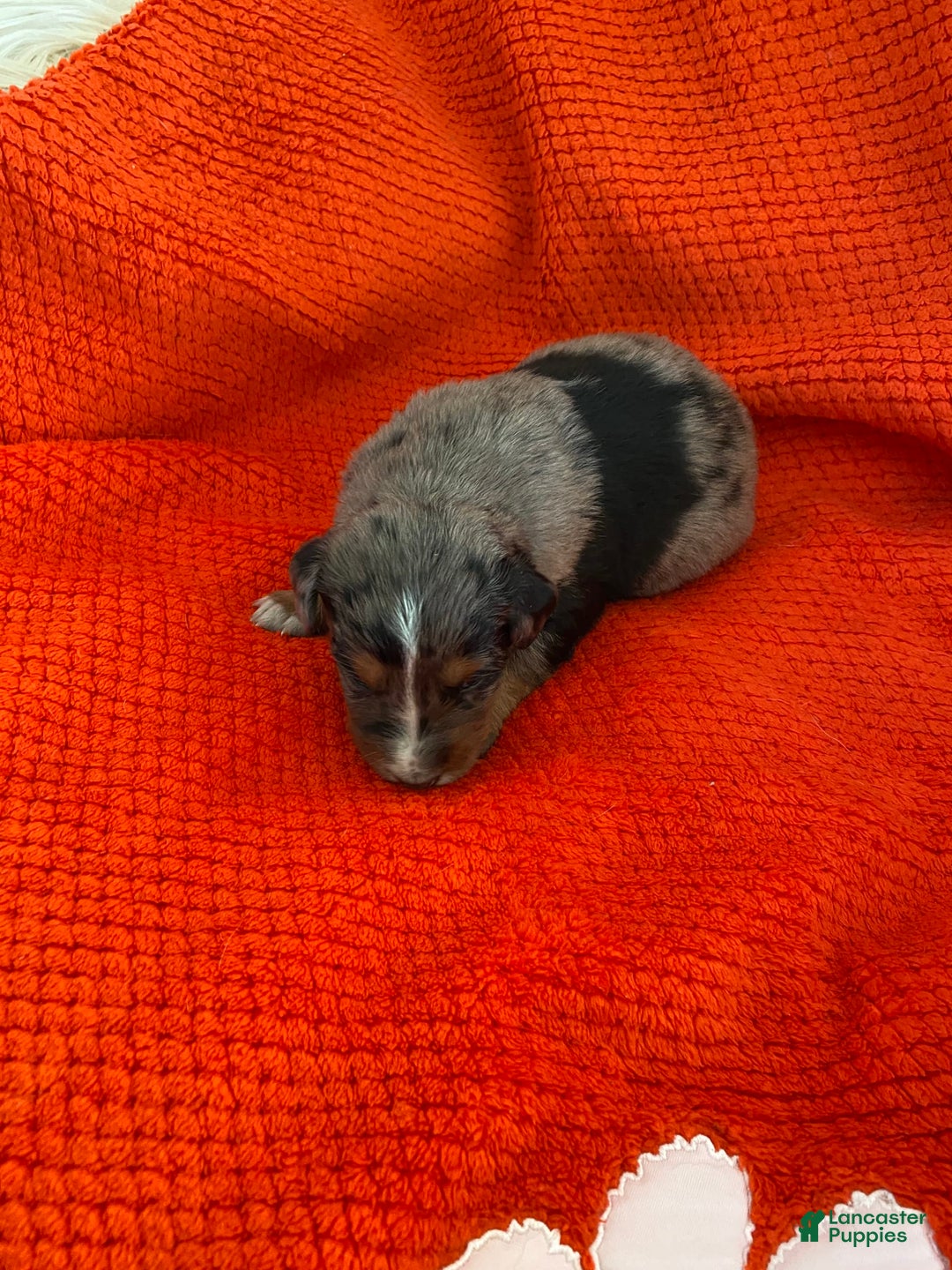 Australian Shepherd dogs for sale: Wyatt Earp - Image 8