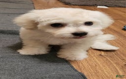 Cavachon dogs for sale: Destin - Image 5