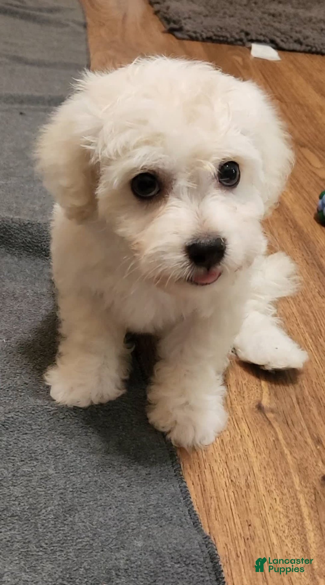 Cavachon dogs for sale: Destin - Image 5