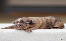 Frenchton dogs for sale: Brody - Image 2