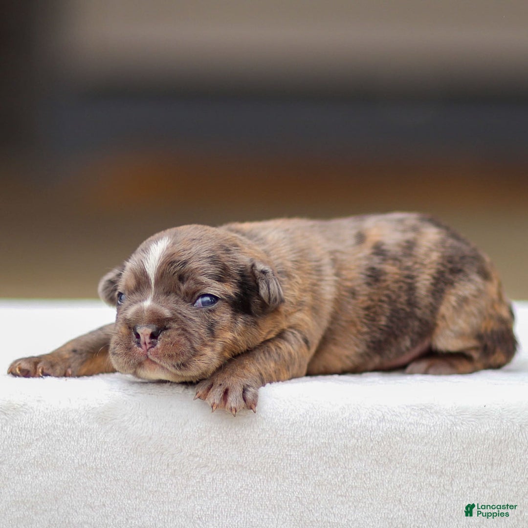 Frenchton dogs for sale: Brody - Image 2