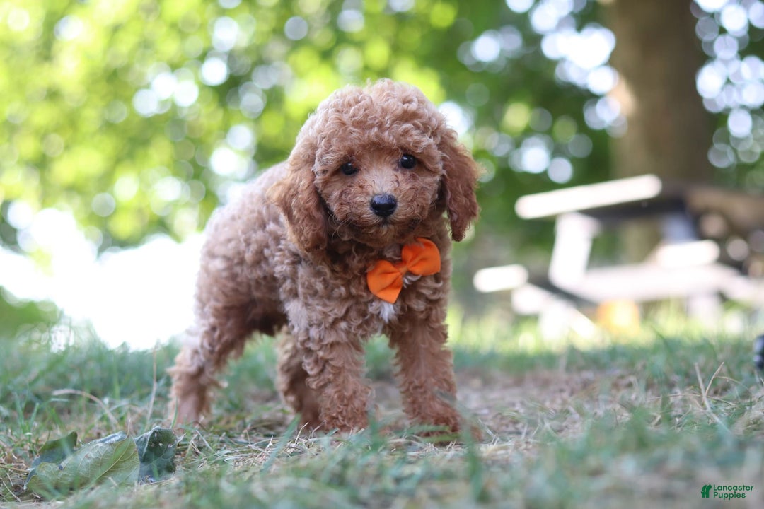 Miniature Poodle dogs for sale: Charlie - Image 2
