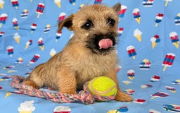 Cairn Terrier dogs for sale: Cassie - Image 9