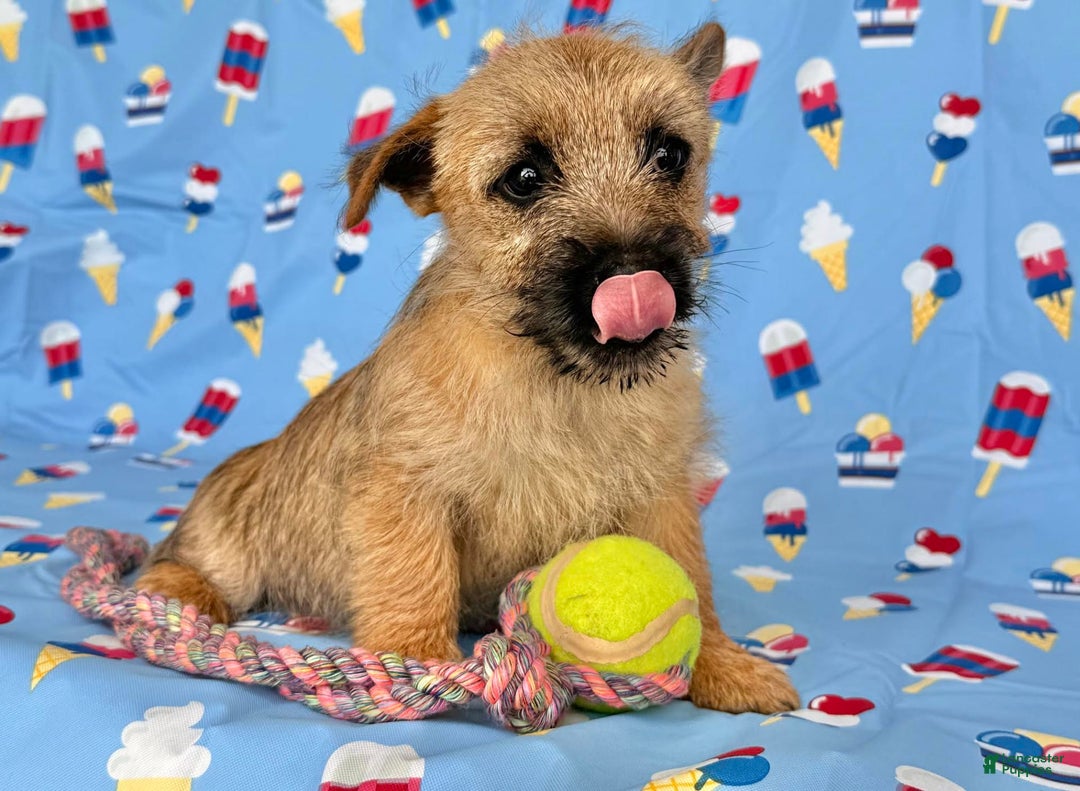 Cairn Terrier dogs for sale: Cassie - Image 9