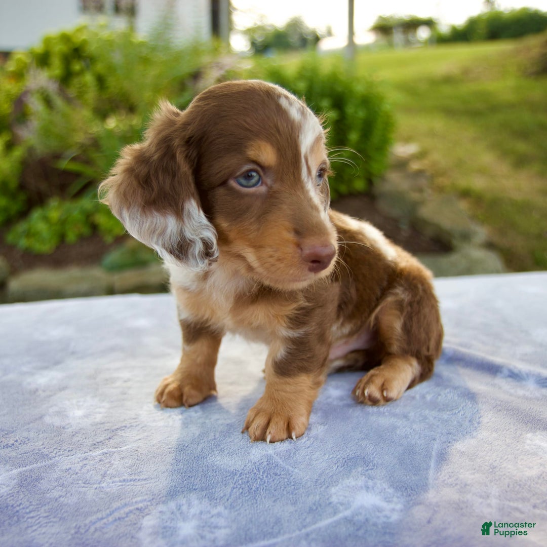 Miniature Dachshund dogs for sale: Finley - Image 8