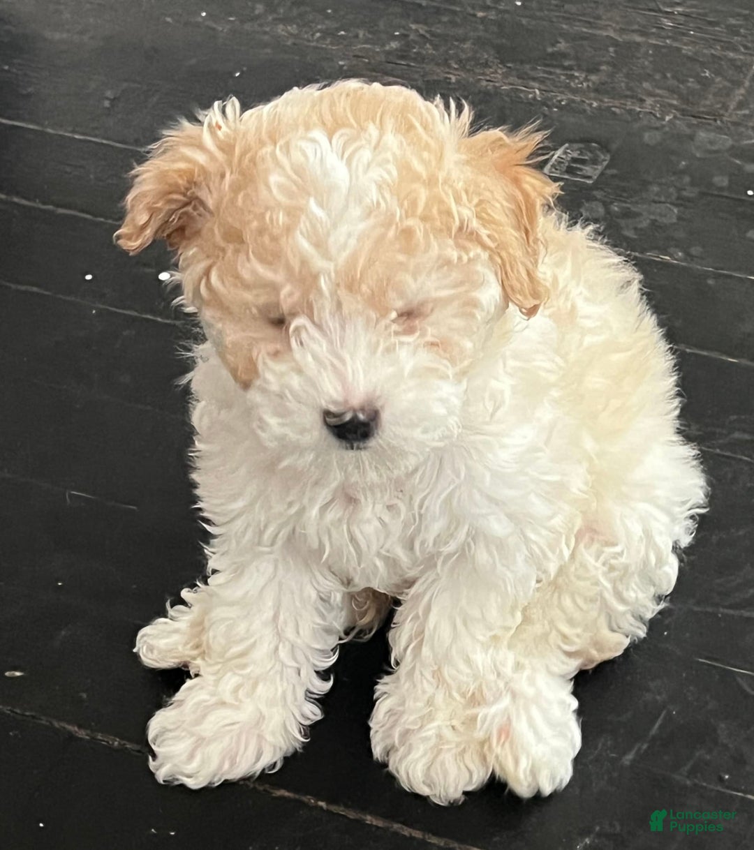 Maltipoo dogs for sale: Cee Cee - Image 4