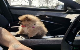 Pomeranian dogs for sale: Dex - Image 2