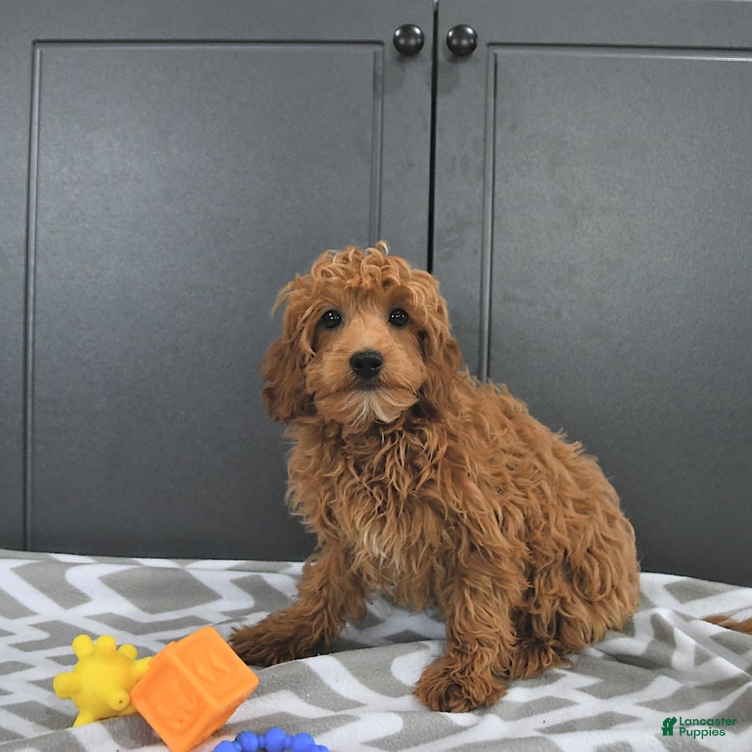 Mini Goldendoodle dogs for sale: Milo - Image 2