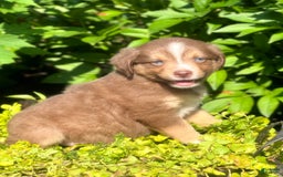 Miniature Australian Shepherd dogs for sale: Chip - Image 2